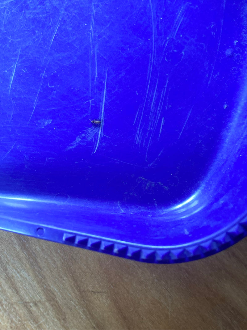 Un petit silvain des céréales est posé sur une surface en plastique bleu rayée. L'insecte est très petit et n'occupe qu'une fraction de l'image.