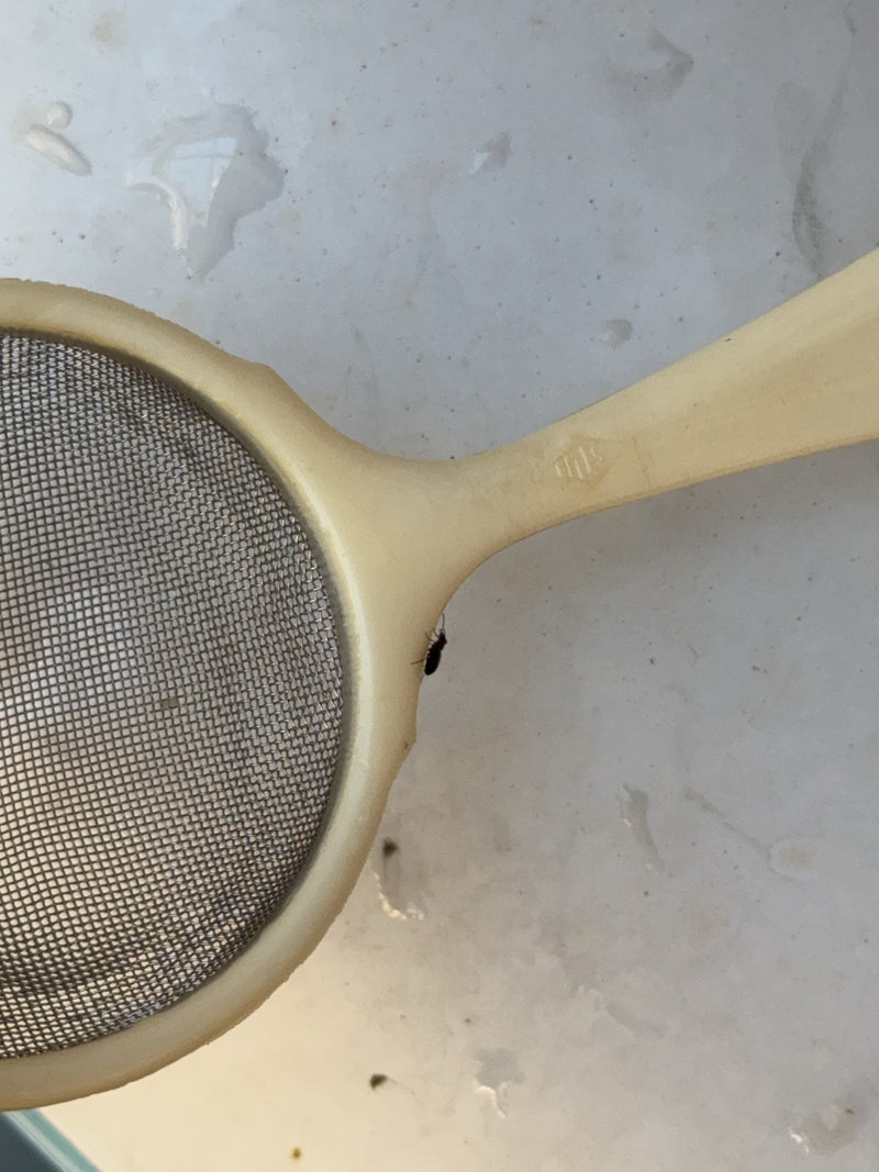 Un petit silvain surinamien est posé sur le bord d'un tamis de cuisine clair. L'insecte est très petit et n'est visible que sous forme de silhouette sombre.