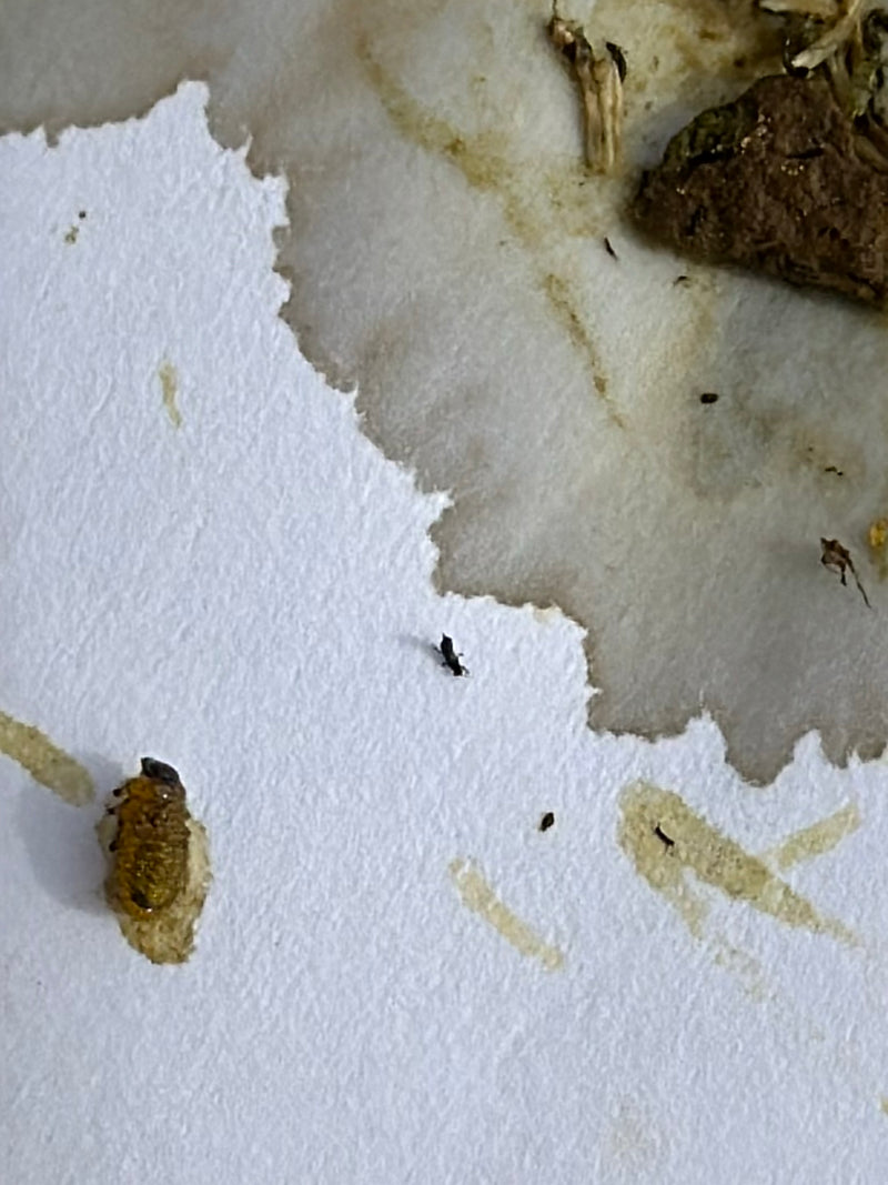 De petits sylvanes des céréales sont visibles sur une surface claire et inégale. Les insectes paraissent très petits par rapport au cadre.