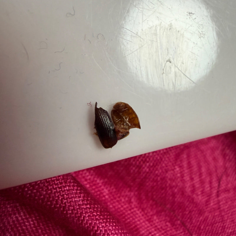 Coléoptère de la moisissure des grains brillant — Bild 1