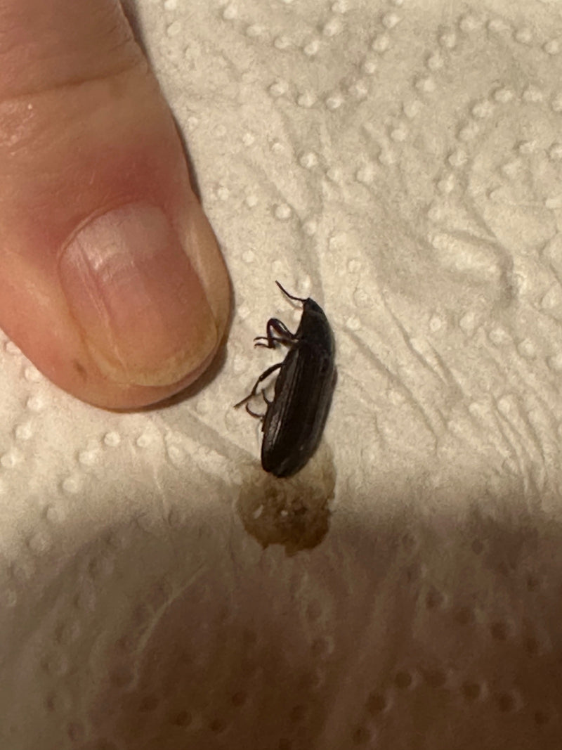 L'image montre un petit tenebrion à coté d'un pouce humain sur du papier blanc. Le coléoptère sombre et allongé est posé à plat sur la surface.