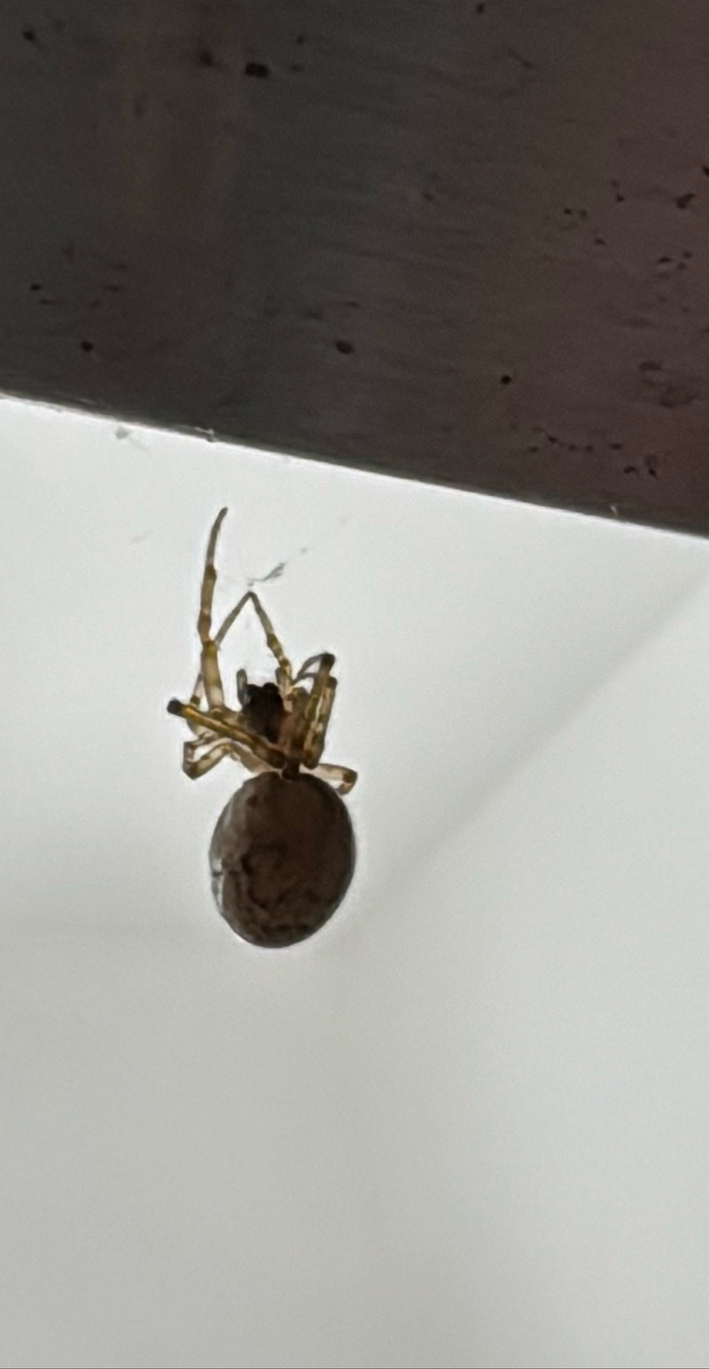 Araignée de serre — Bild 3