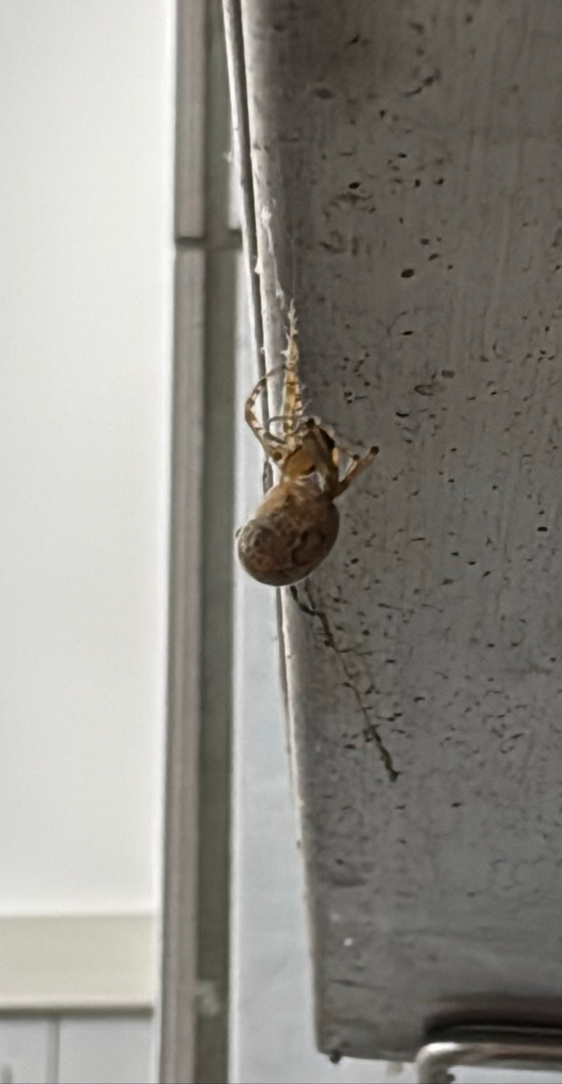 Araignée de serre — Bild 2