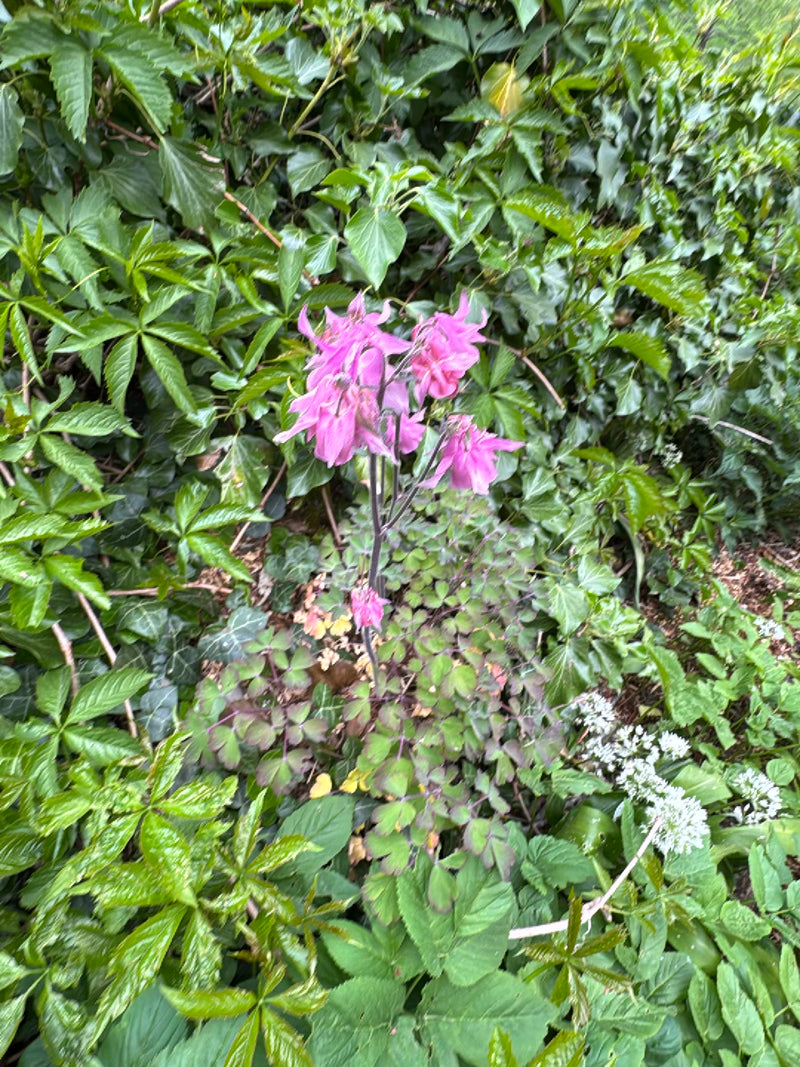L'image montre une ancolie en fleurs avec des fleurs rose-violet frappantes et des feuilles caractéristiques. Elle pousse au milieu d'un feuillage vert et d'...