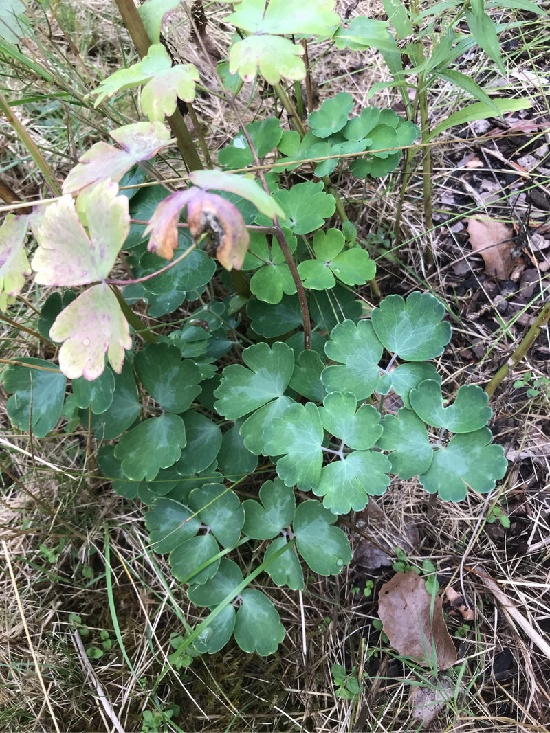 Ancolie — photo 2 sur 67