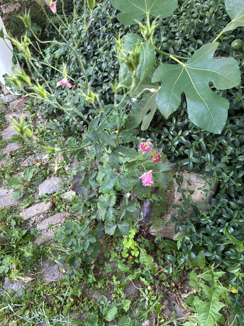 L'image montre un plant d'ancolie en fleurs poussant parmi d'autres plantes et des pierres. Les fleurs roses caractéristiques et les feuilles composées sont ...