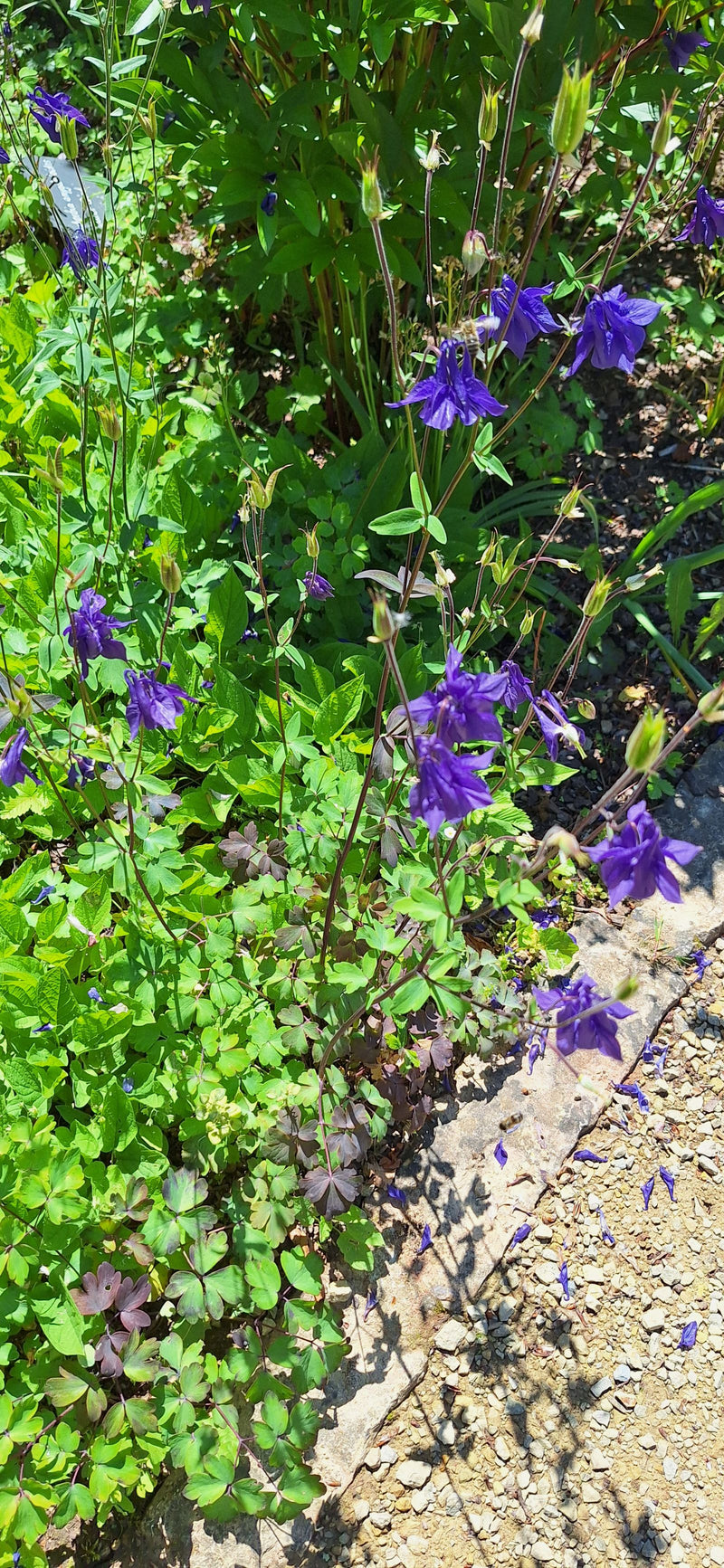 On peut voir plusieurs fleurs violettes et des feuilles vertes d'ancolie dans un parterre de jardin. Les plantes se trouvent au soleil à côté d'un chemin de ...