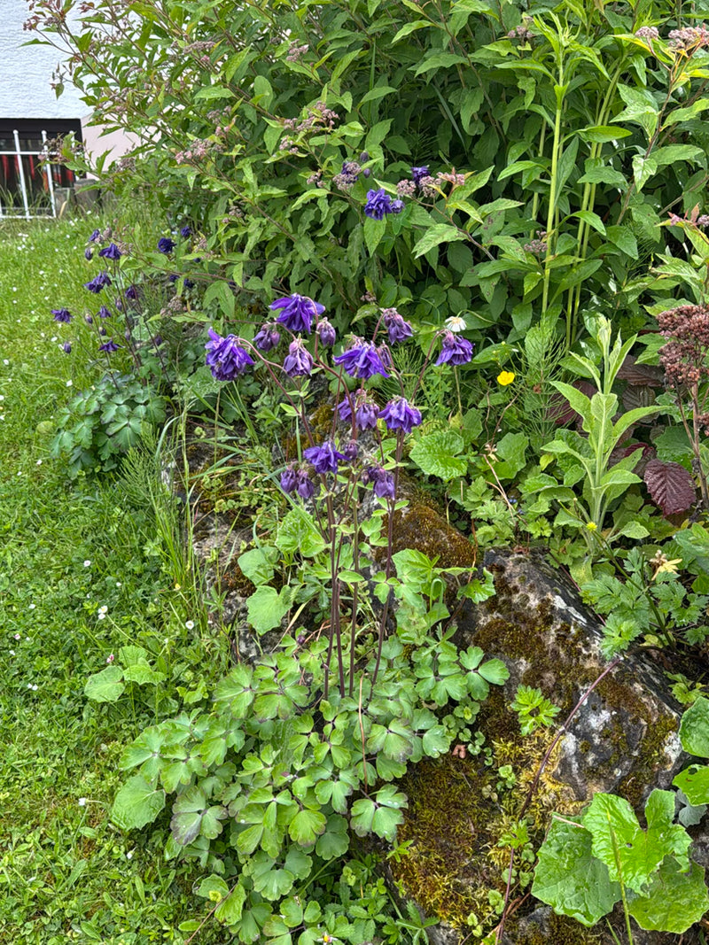 On peut voir une ancolie en fleurs avec des fleurs violettes caractéristiques devant une végétation verte et un talus pierreux.