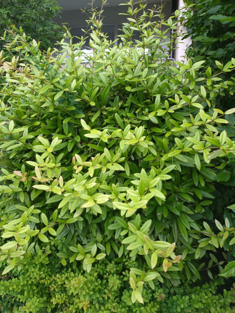 L'image montre un arbuste dense aux feuilles vertes avec de petites feuilles et des branches. Il s'agit d'un berberis devant le mur d'une maison.