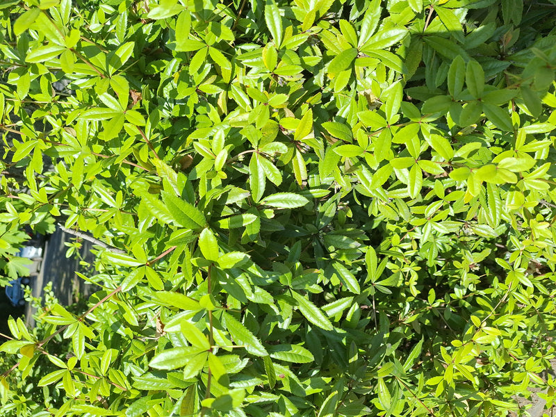 On aperçoit une section dense avec de nombreuses feuilles vert clair et de fines branches d'un épinette. La photo montre le feuillage typique de l'arbuste à ...
