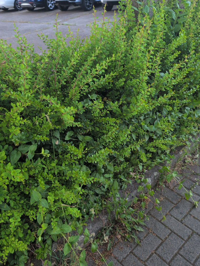 On peut voir un buisson d'épine-vinette dense et vert qui pousse juste à côté d'un chemin pavé. Les feuilles fines et les branches remplissent l'image.