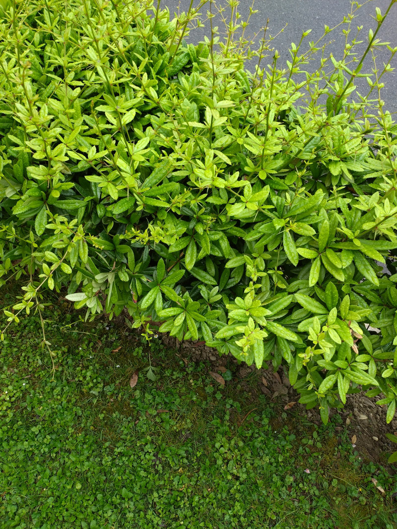 On aperçoit un arbuste dense aux feuilles vert clair et aux fines branches. La plante pousse devant une surface grise et une pelouse adjacente.