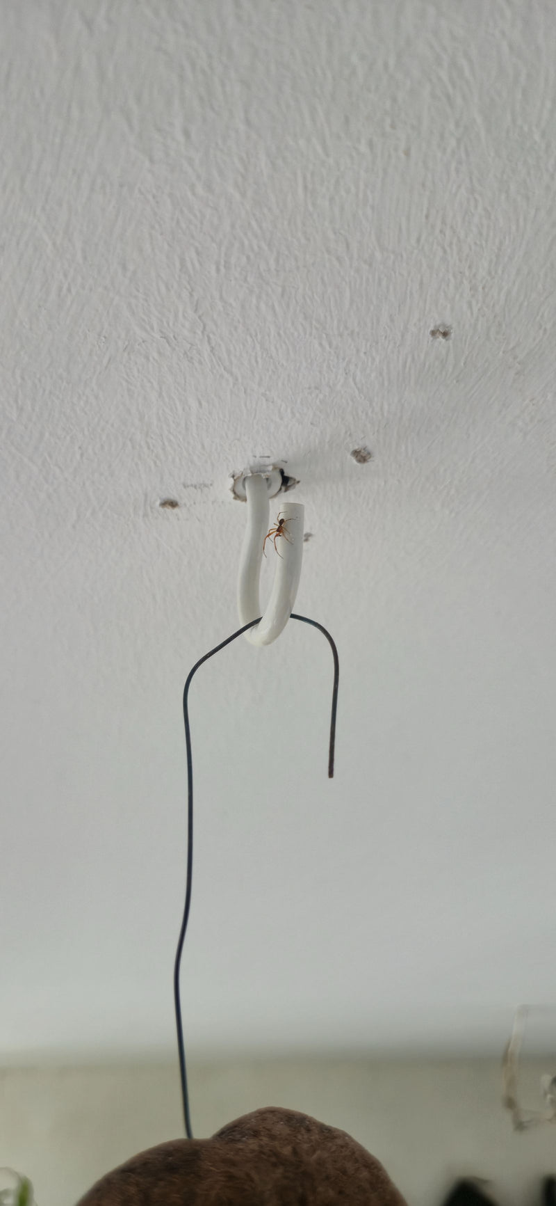 Araignée couverture commune — Bild 1