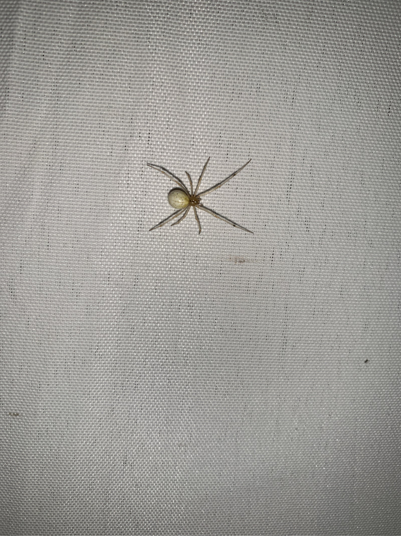 L'image montre une araignée du genre Enoplognatha posée sur une surface textile claire. La vue de dessus montre l'animal en entier avec ses pattes aux motifs...