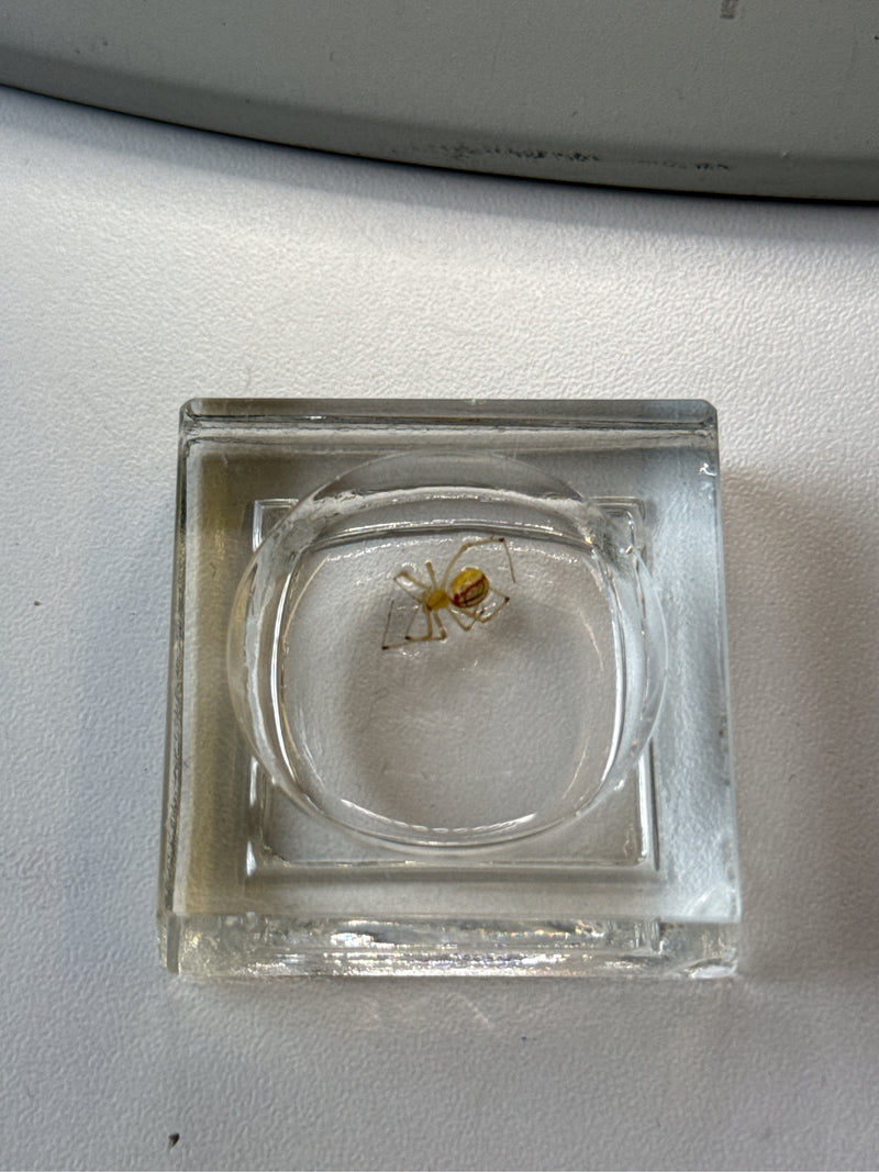 L'image montre une araignée du genre Enoplognatha ovata assise dans un petit plat en verre. La photo montre l'animal vu du dessus dans un environnement contr...