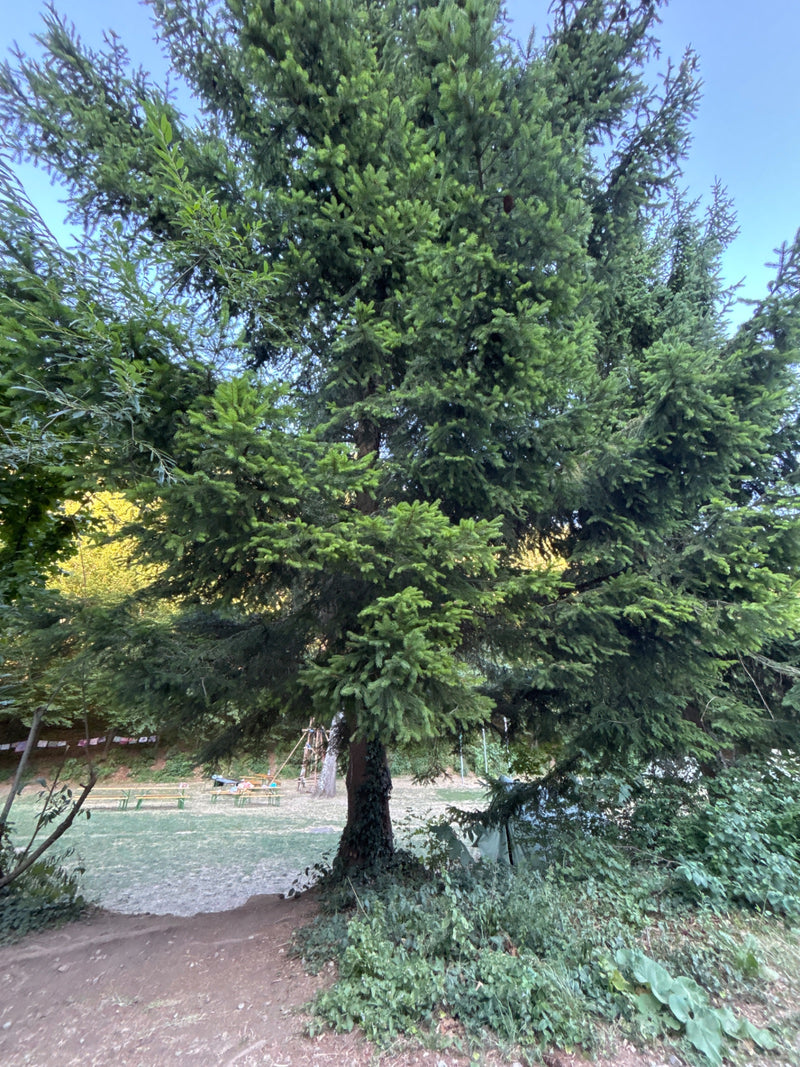 Sapin de Douglas commun — Bild 2