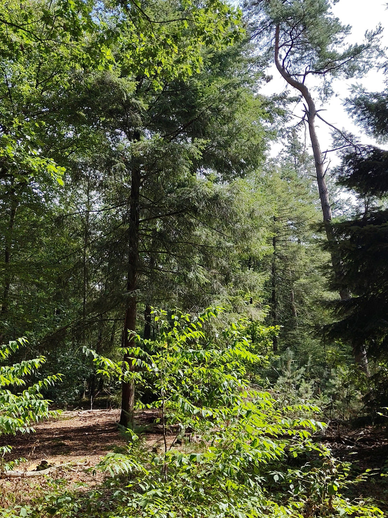 On aperçoit un douglas dans une forêt avec d'autres arbres et des sous-bois. L'arbre présente une croissance typique avec une écorce rougeâtre et des branche...
