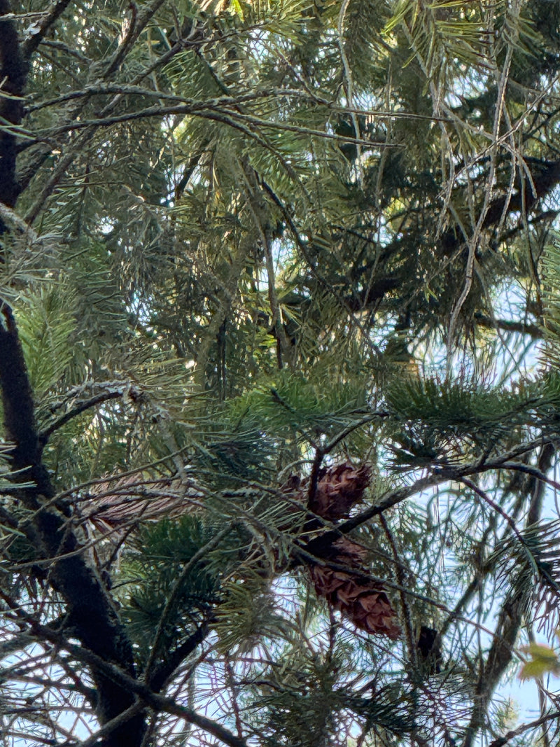 Sapin de Douglas commun — photo 5 sur 27