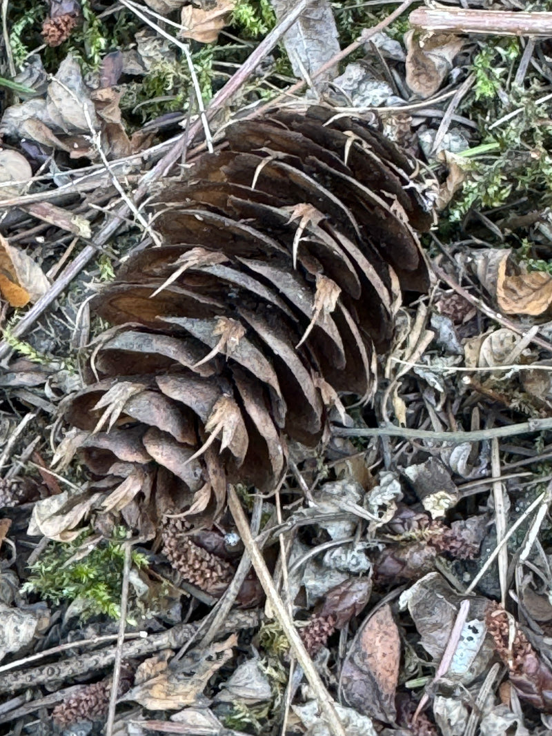 Sapin de Douglas commun — photo 1 sur 27