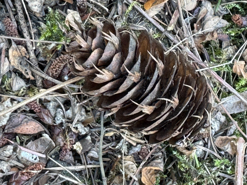 Sapin de Douglas commun — photo 4 sur 27
