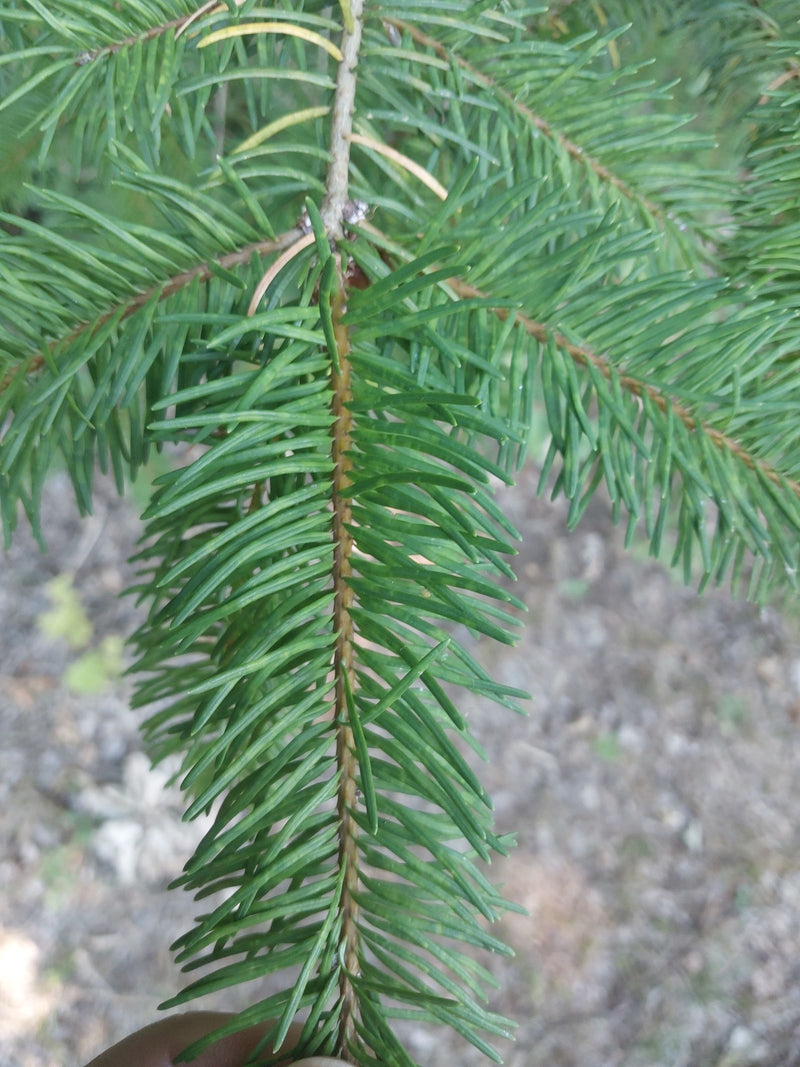 Sapin de Douglas commun — Bild 1