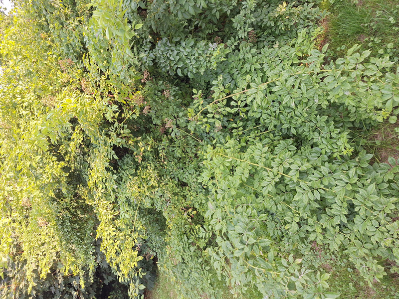 On aperçoit une branche dense avec les feuilles pennées typiques d'un frêne commun. La plante pousse dans un environnement naturel.