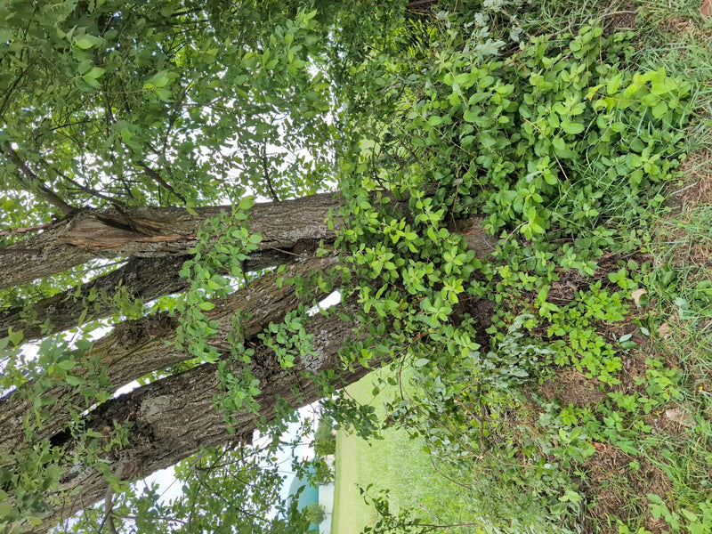 L'image montre le tronc massif et le feuillage vert d'un frêne commun dans un environnement naturel.