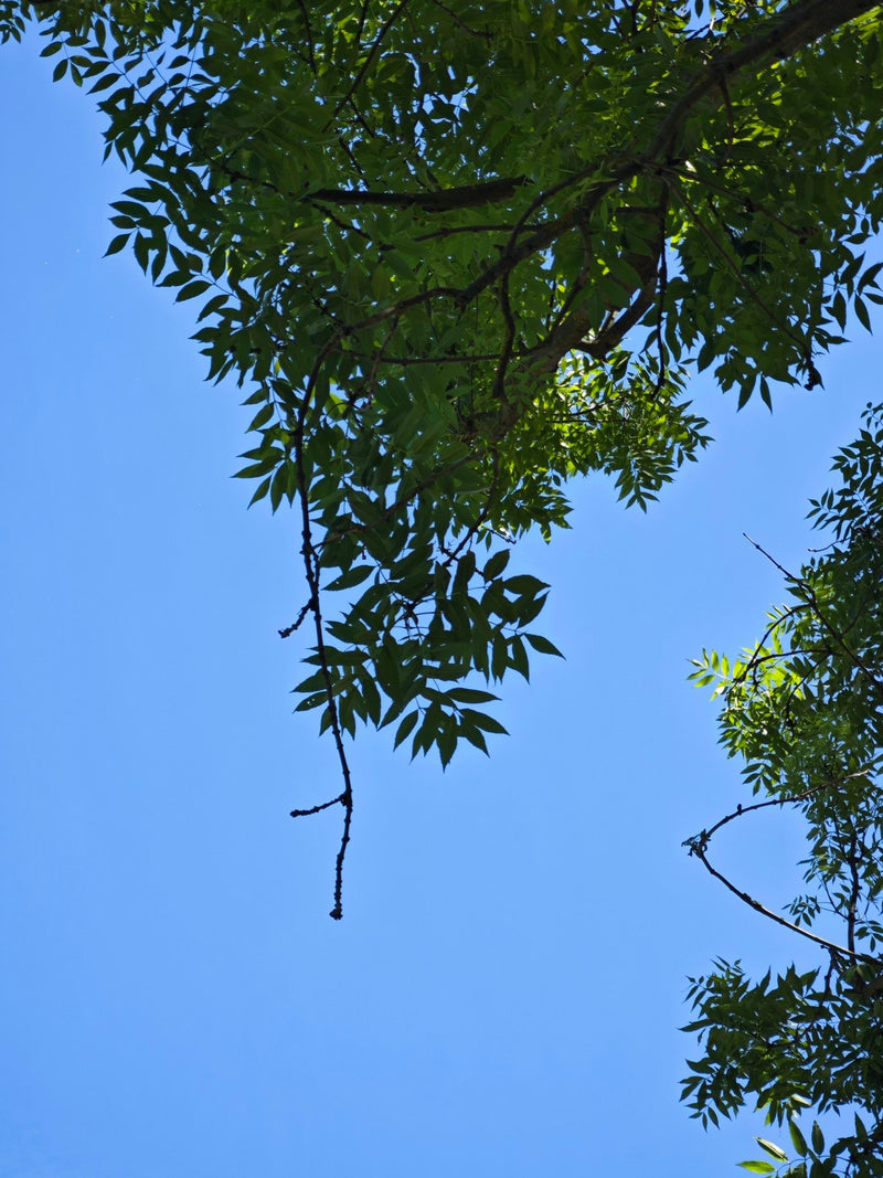 L'image montre les feuilles pennées et les branches d'un frêne commun photographiées d'en bas sur fond de ciel bleu.