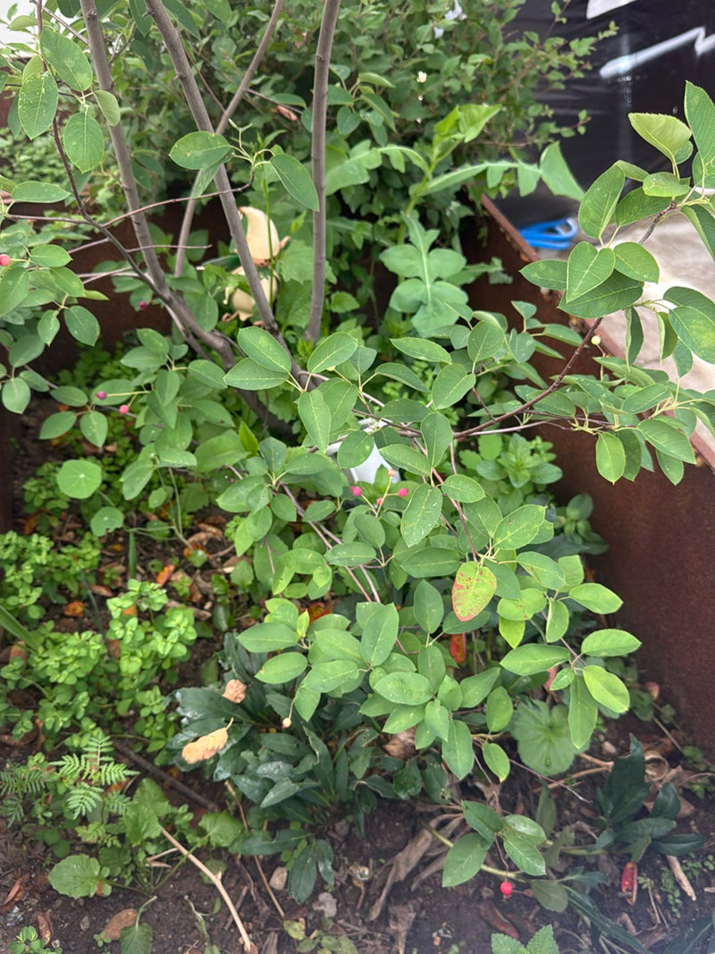 On aperçoit un jeune arbuste de passe-sainfoin avec des feuilles ovales et quelques fruits rouges éparpillés. La plante pousse dans un parterre de jardin.