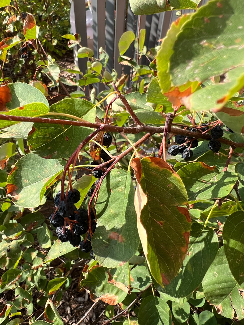 L'image montre une partie d'un Amélanchier avec des feuilles vertes, des branches roussâtres et des fruits sombres, presque noirs. La plante est dans un envi...