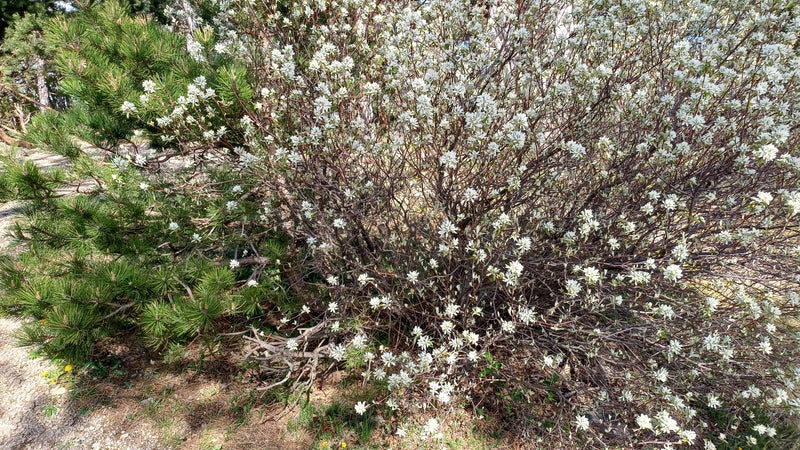 On aperçoit un arbuste d'amélanchier richement fleuri avec de nombreuses petites fleurs blanches. La plante se trouve à l'extérieur dans son environnement na...