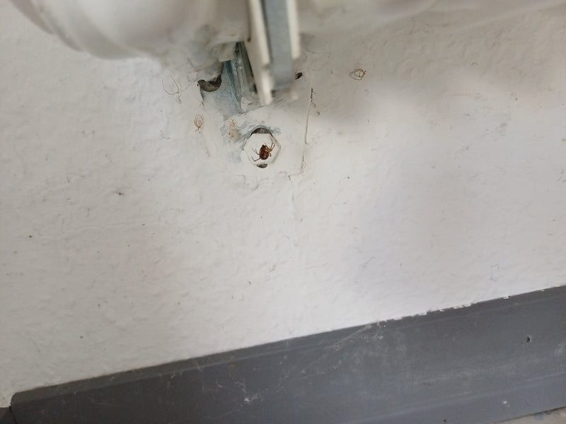 Araignée grasse commune — Bild 1