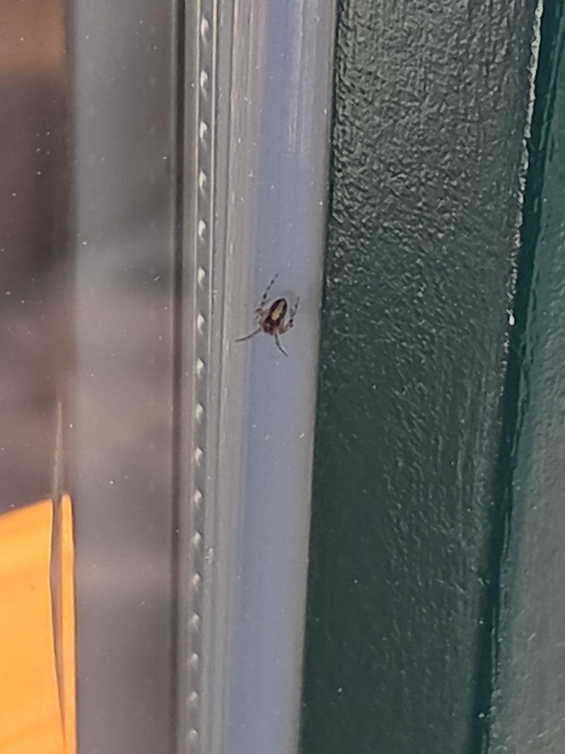 Une steatode biponctuée repose calmement sur un cadre de fenêtre lisse. L'animal est bien visible dans une position de repos typique.