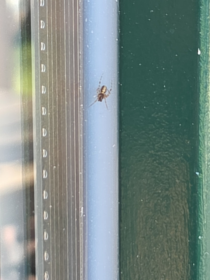 Une steatode biponctuée est posée sur un cadre de fenêtre. La petite araignée immobile se tient sur la surface lisse.