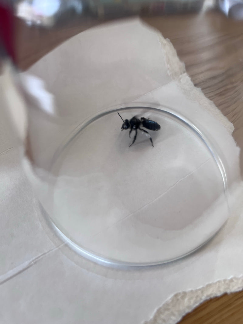 Abeille commune — Bild 4