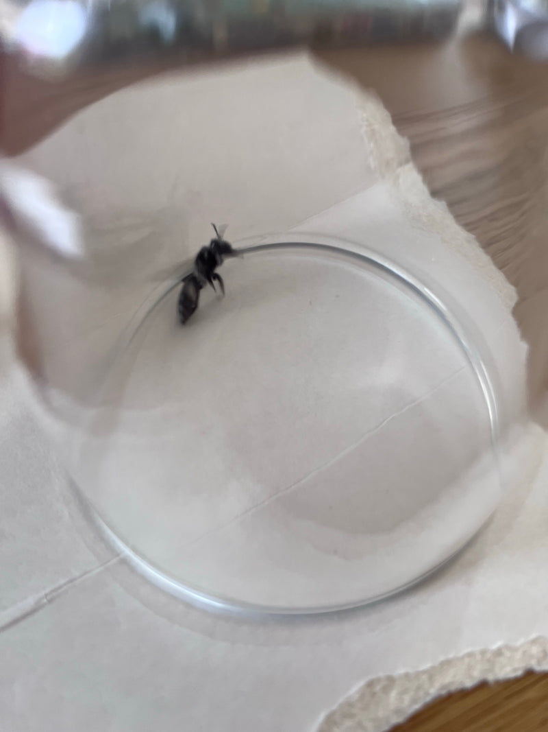 Abeille commune — Bild 3