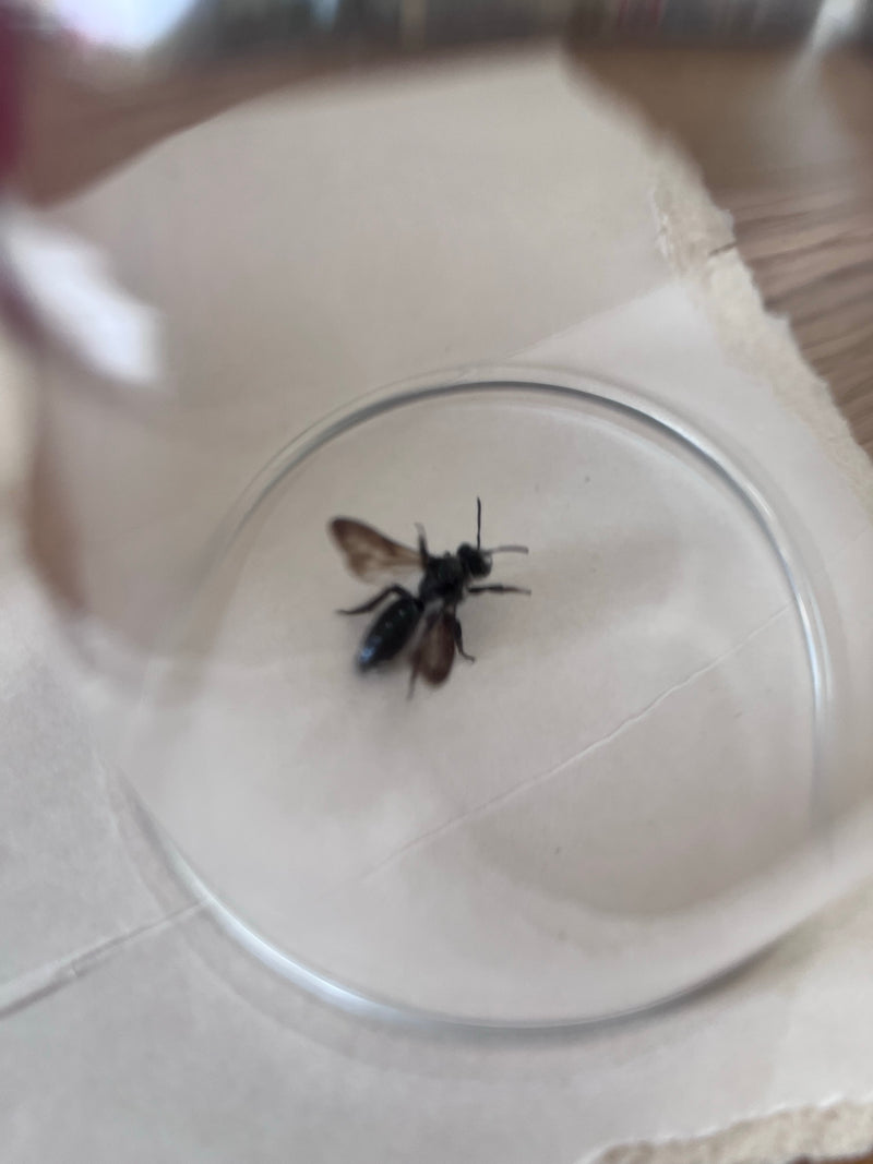 Abeille commune — Bild 2