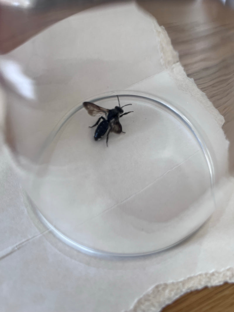 Abeille commune — Bild 1