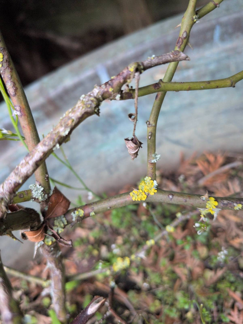 Lichen jaune commun — Bild 1