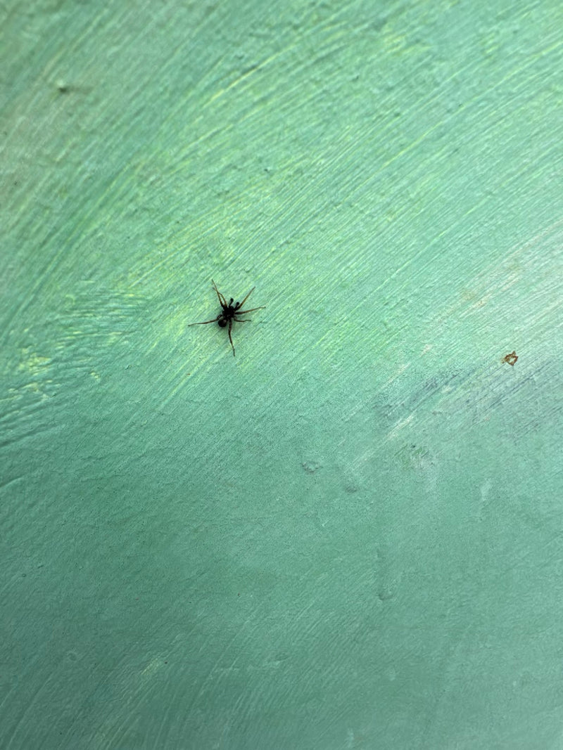 Une petite épeire commune est assise sur un mur vert texturé. Elle reste immobile sur la surface claire.