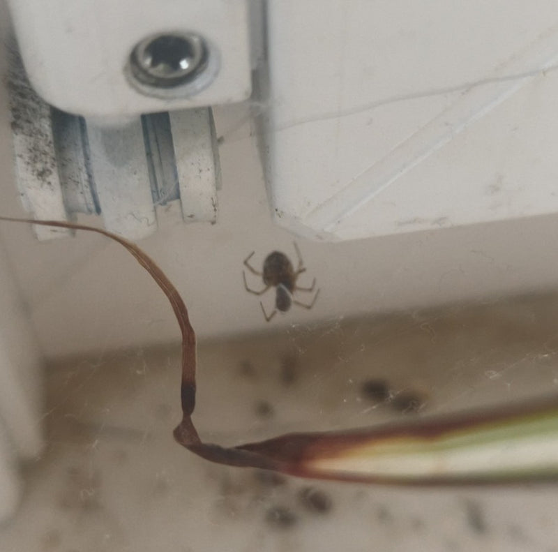 Une parasteatoda tepidariorum est suspendue la tête en bas dans sa toile irrégulière sur un mur intérieur. Une partie d'une plante est visible à proximité.