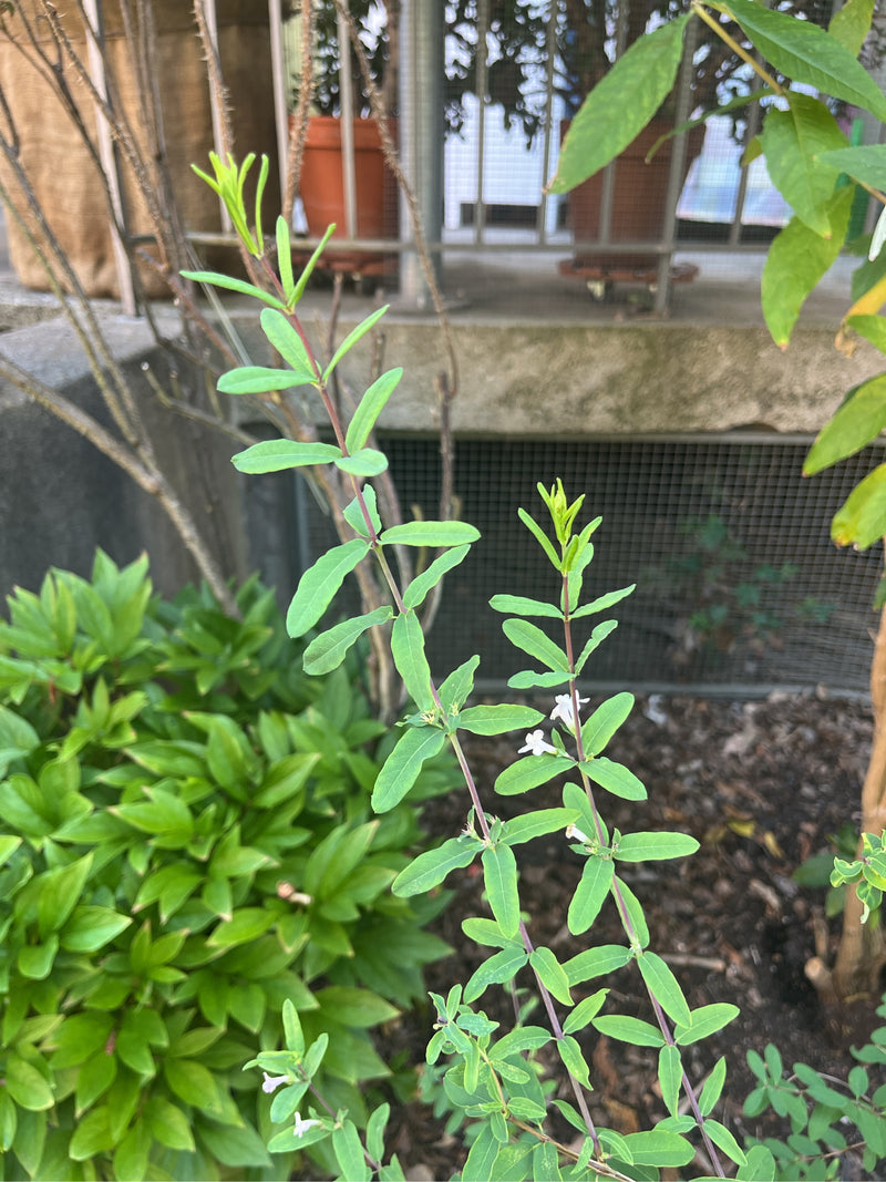L'image montre de pousses élancées avec des feuilles vertes opposées et de petites fleurs blanches. Il s'agit du chèvrefeuille des haies dans un jardin.