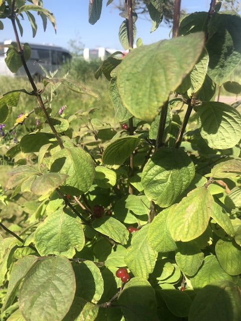 L'image montre une branche feuillue de camérisier des haies avec des baies rouges caractéristiques. La photo est prise de près en extérieur.