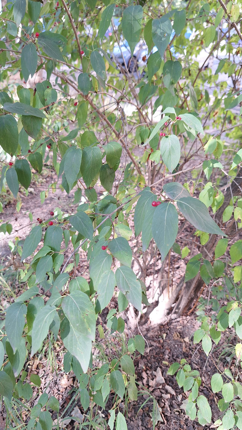 L'image montre un arbuste de chèvrefeuille des haies avec des feuilles vertes et de petits fruits rouges. La plante pousse dans un environnement naturel.