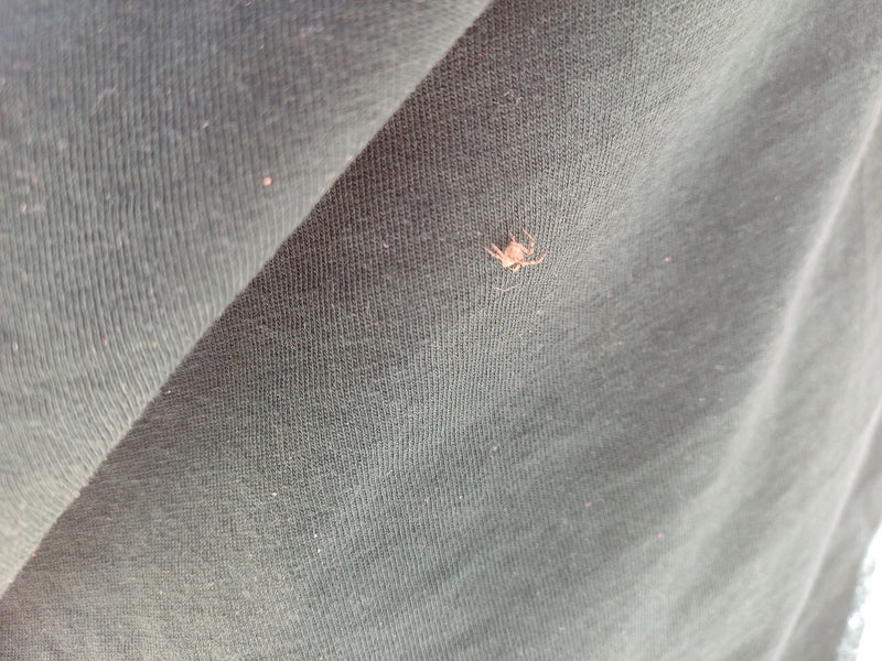 Araignée crabe commune — Bild 1