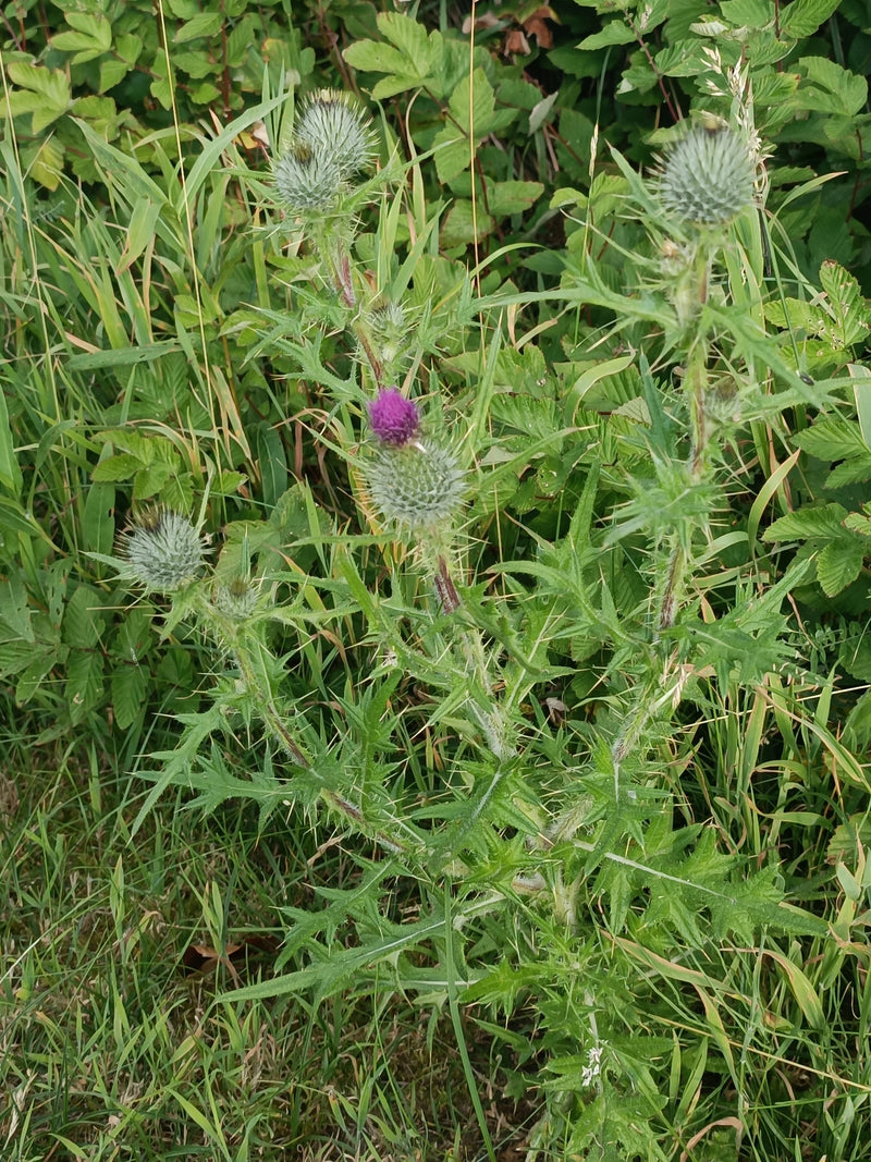 L'image montre un cirse vulgaire avec des feuilles épineuses et des capitules pourpres. La plante pousse dans une prairie entourée de graminées.