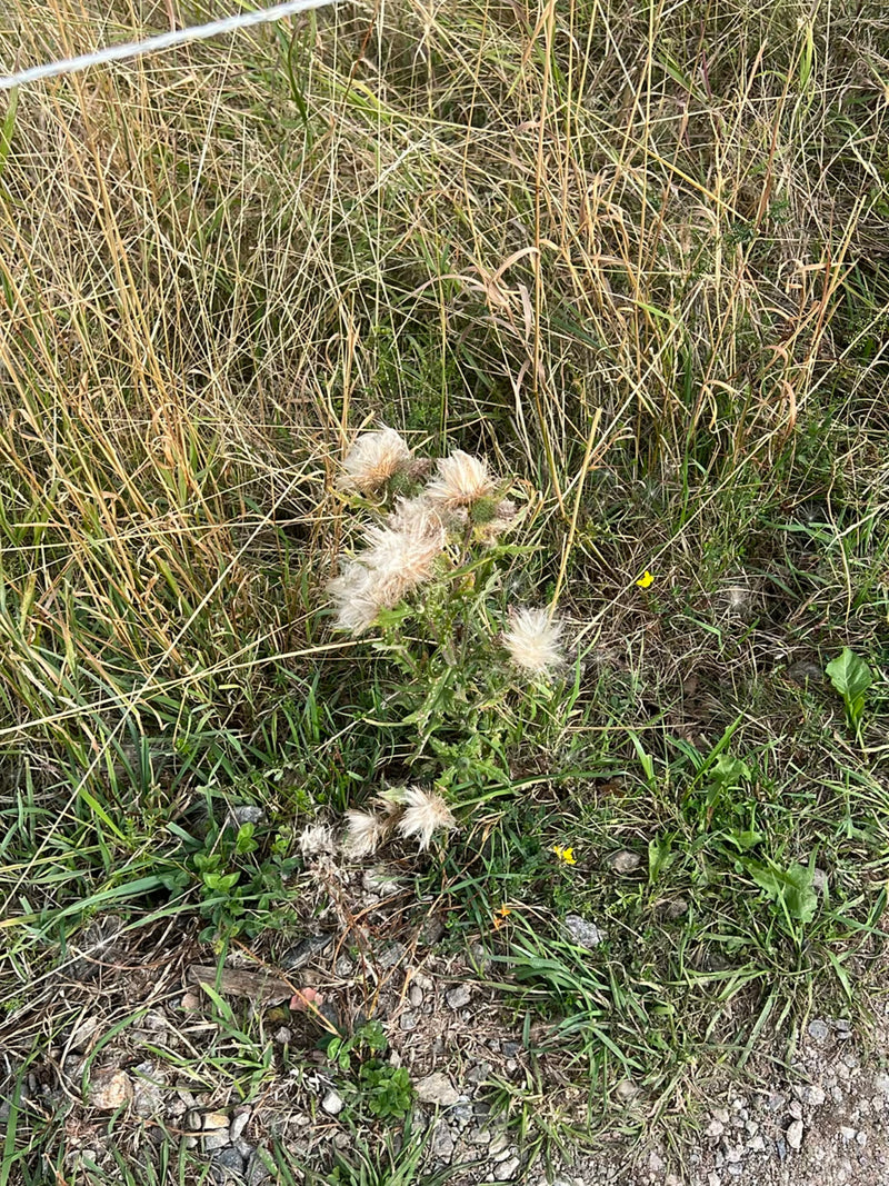 L'image montre un chardon vulgaire avec des têtes de graines fanées et cotonneuses. Il pousse au milieu d'une prairie sèche avec de hautes herbes autour.