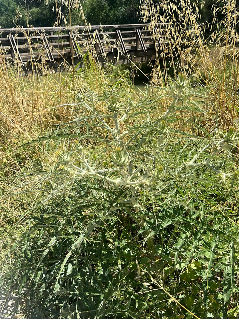On y voit un cirse vulgaire avec ses feuilles épineuses et ses bourgeons. La prise de vue montre la plante dans son environnement naturel devant de hautes he...