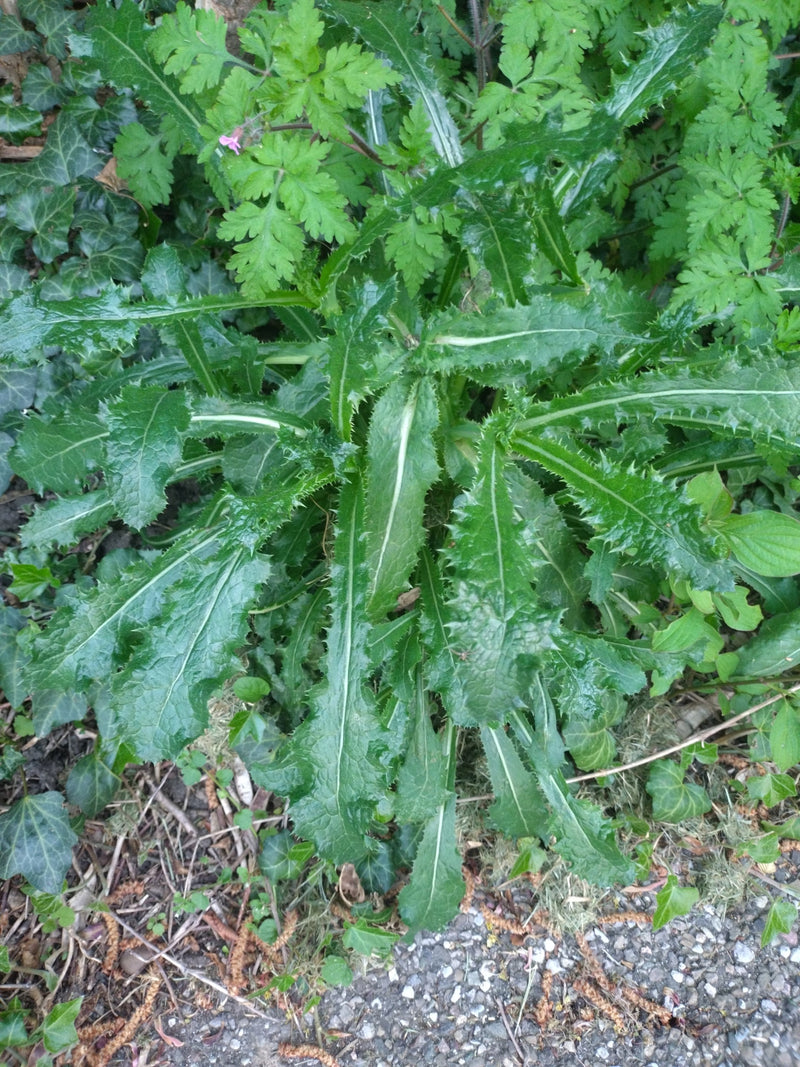 On aperçoit la rosette de feuilles d'un cirse vulgaire sur le sol, dotée de feuilles typiquement épineuses et profondément lobées. La plante pousse dans un e...