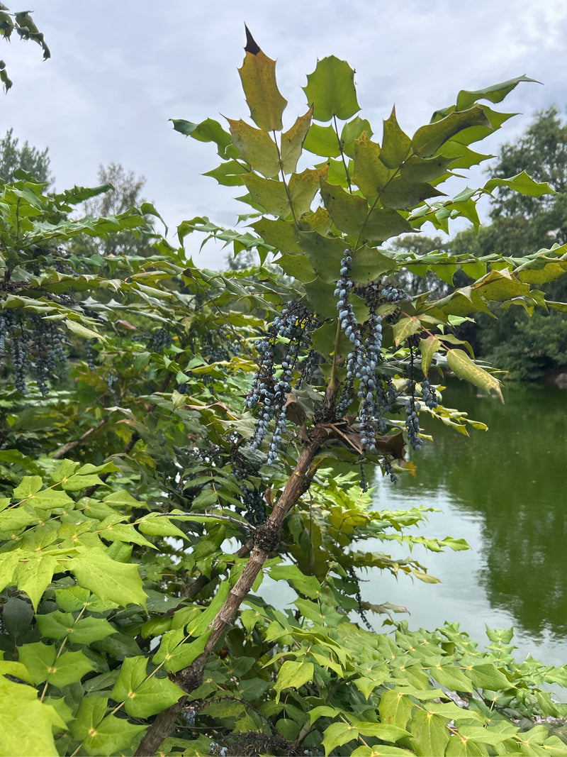 On aperçoit un mahonia avec ses feuilles épineuses lobées typiques et ses nombreuses grappes de baies bleues. Un plan d'eau s'étend en arrière-plan.